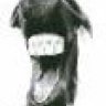 Rino19rino