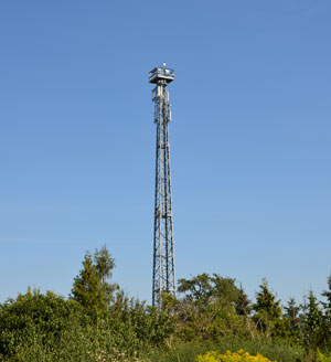 LTE Ausbau auf dem Land: Chance für die Wirtchaft!? LTE Ausbau auf dem Land: Chance für die Wirtchaft!?
